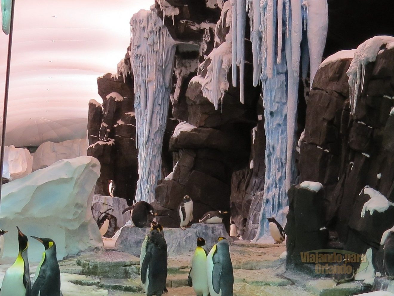 Antarctica Empire Of The Penguin Viajando Para Orlando