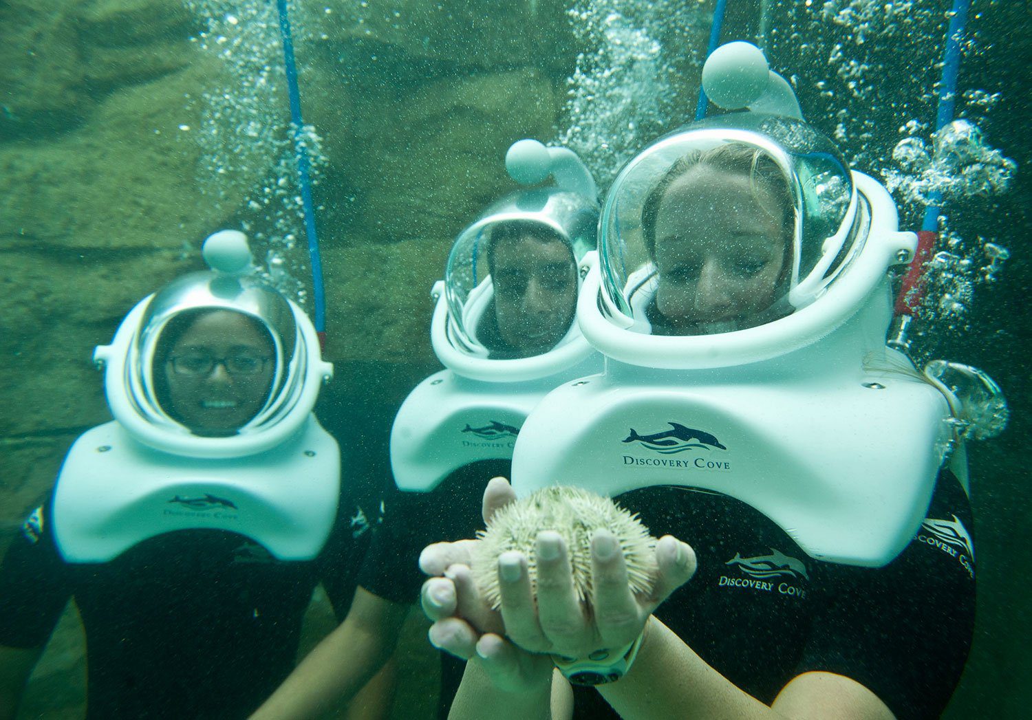 Discovery Cove Atrações Viajando para Orlando