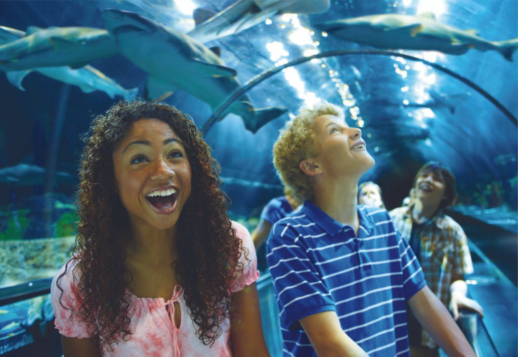 shark encounter