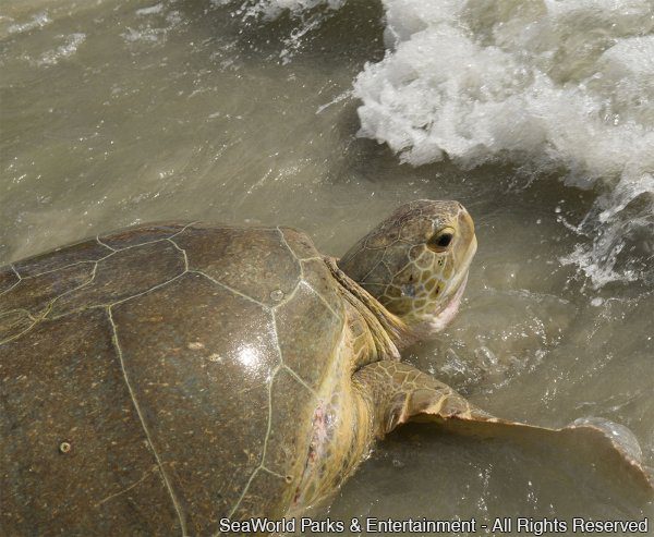 Após reabilitação, tartaruga surpreende equipe do SeaWorld