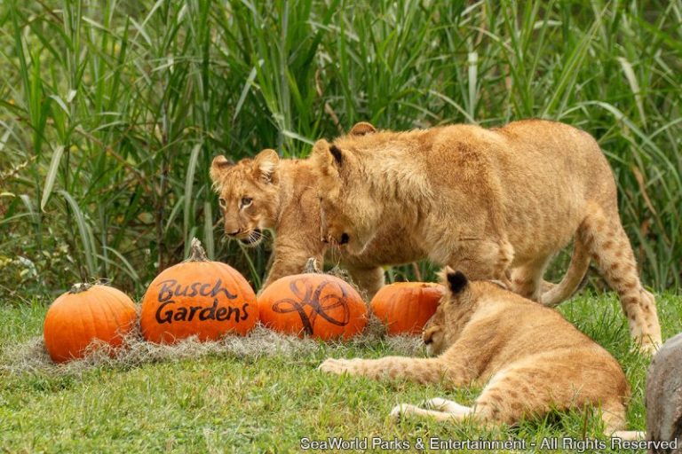 Filhotes de leão celebram halloween no Busch Gardens Tampa