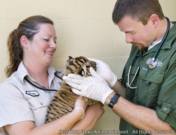 Espécie rara de tigre nasce no Busch Gardens Tampa