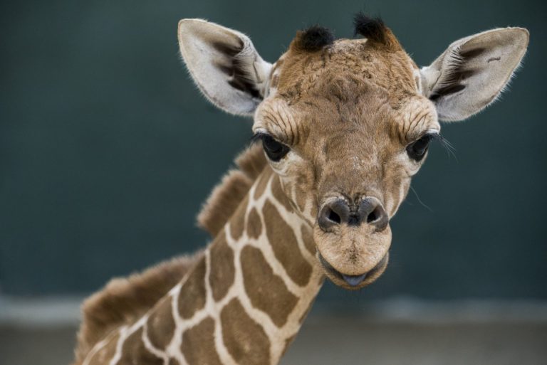 Conheça Patty, a nova bebê girafa do Busch Gardens