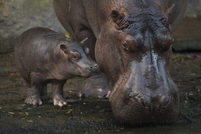 O bebê hipopótamo Augustus foi apresentado ao público na atração Kilimanjaro Safaris