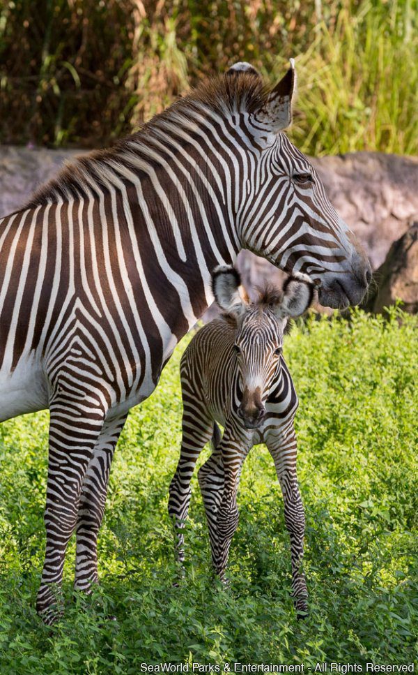 Espécie de zebra ameaçada de extinção nasce no Busch Gardens Tampa