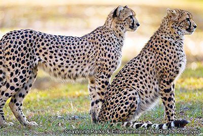 Safári do Busch Gardens conscientiza sobre o risco de extinção dos guepardos