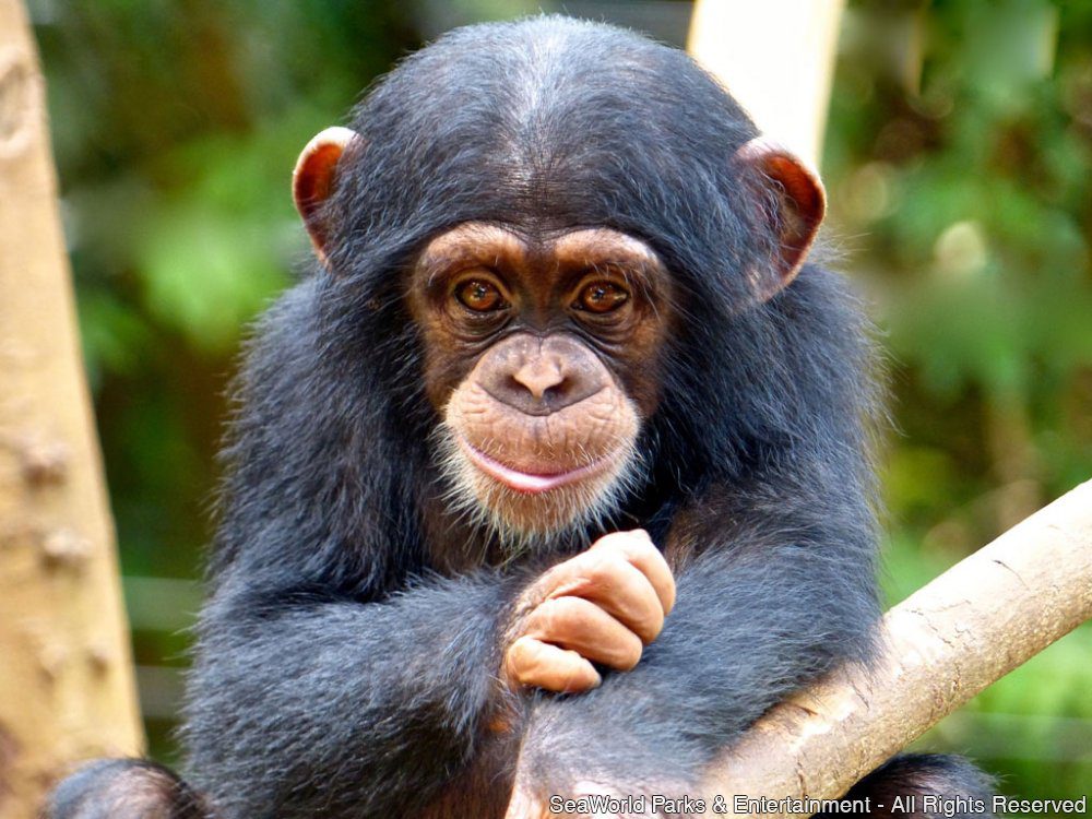 juvenilechimpanzeeattacugamachimpanzeesanctuary