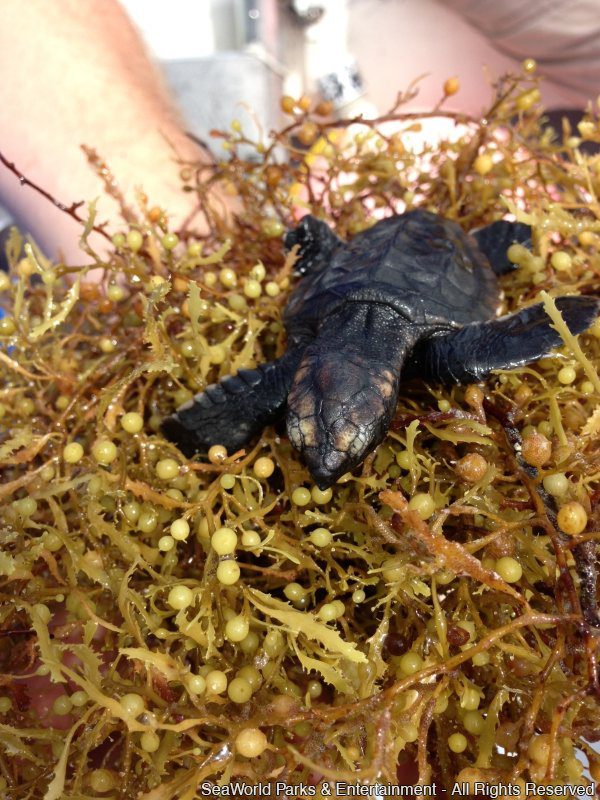 SeaWorld Orlando devolve 75 filhotes de tartarugas marinhas após reabilitação