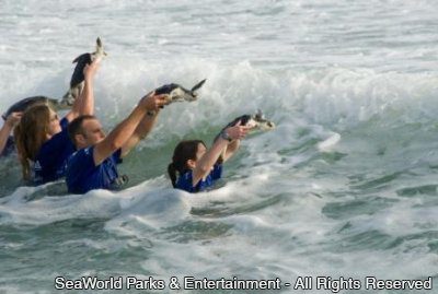 Após processo de reabilitação, SeaWorld Orlando devolve 14 tartarugas marinhas à natureza