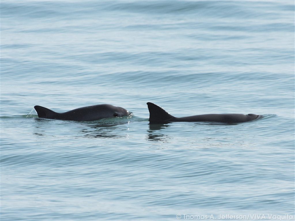 sw guyharvey vaquitas photo 01