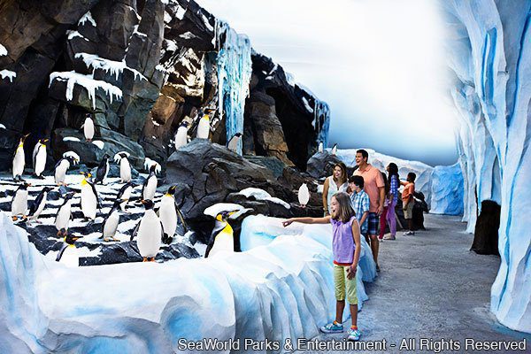 Informações curiosas sobre os pinguins e a Antártica