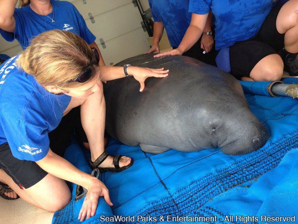 SeaWorld Orlando devolve peixe-boi à natureza após um ano de reabilitação