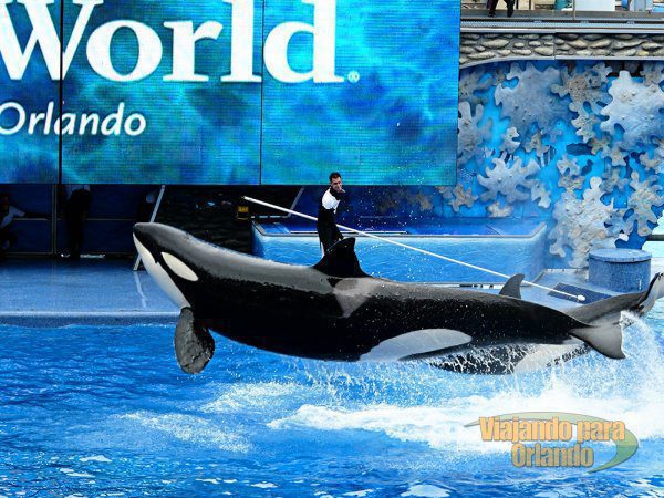 SeaWorld celebra aniversário de 50 anos com um mar de surpresas
