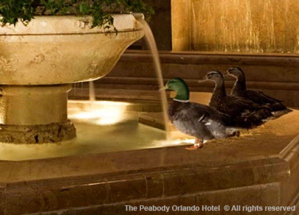 thepeabodyhotelducks