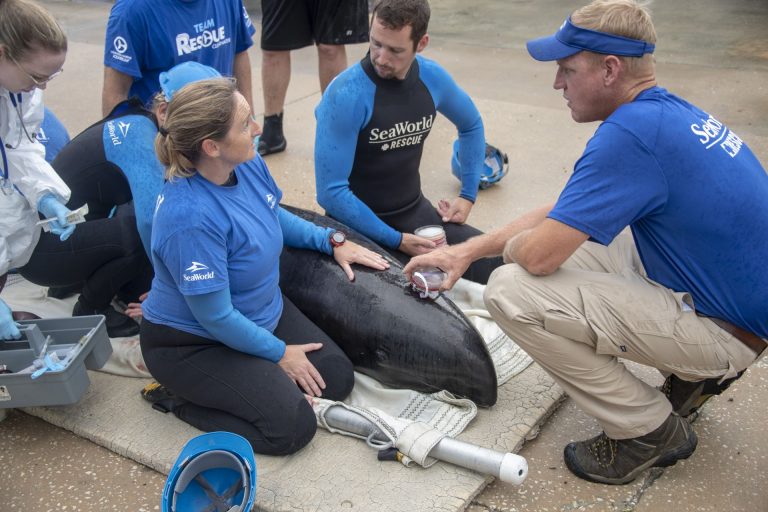 O SeaWorld Orlando participou do resgate de um golfinho da espécie cabeça-de-melão