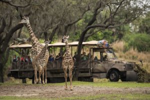 Jabari, o novo filhote de girafa do Animal Kingdom