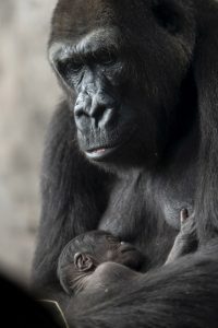 Vídeo: Nasce gorila no Disney's Animal Kingdom