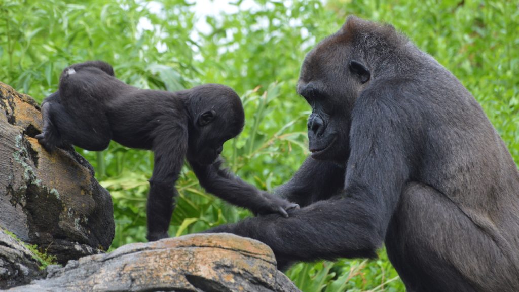 Western lowland gorilla Grace and mother Kashata at Disney's Animal Kingdom