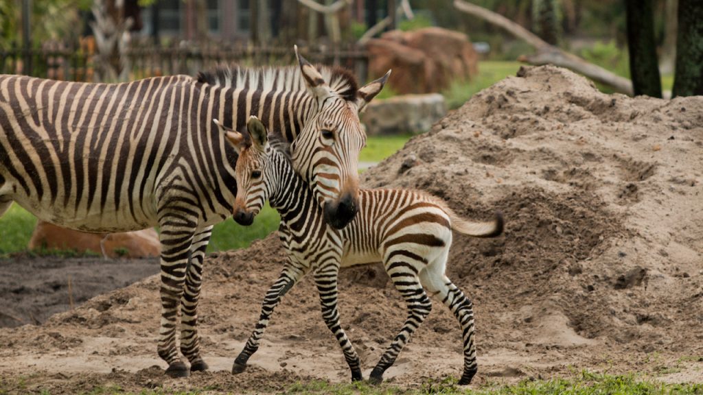 Phoenix the Zebra Foal Born at Disneys Animal Kingdom Lodge