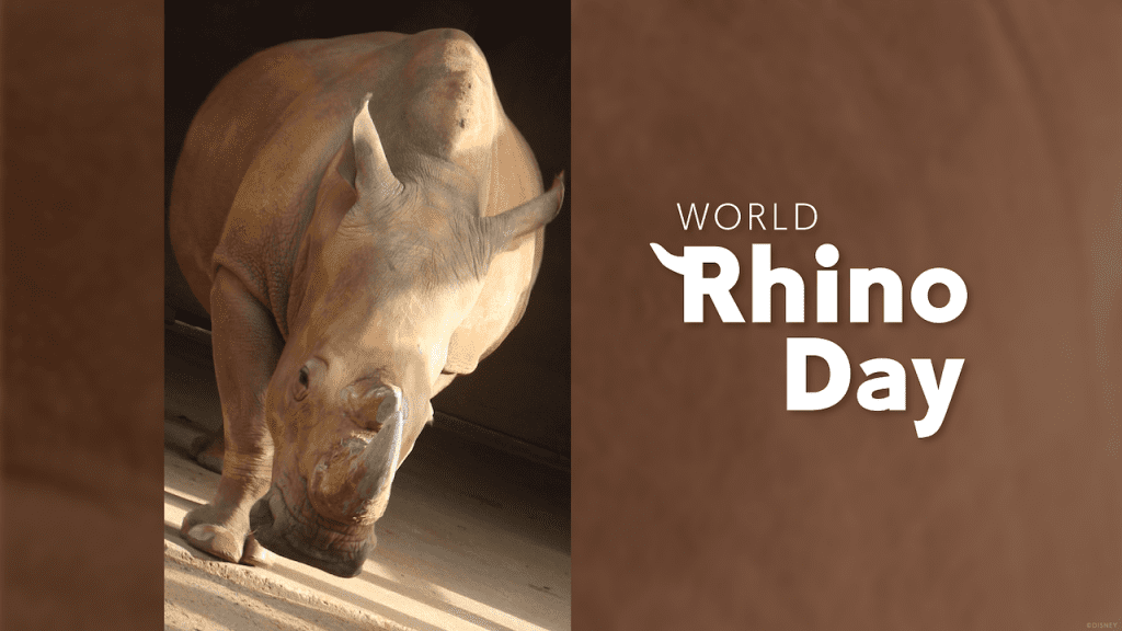 World Rhino Day graphic
