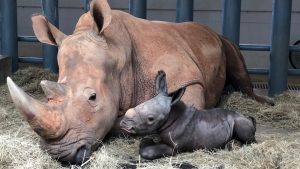 Rinoceronte dá à luz no parque Disney Animal Kingdom