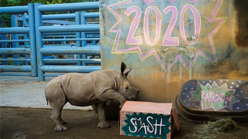 Rhino calf at Disney's Animal Kingdom