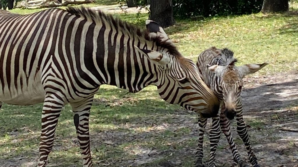 Disneys Animal Kingdom Theme Park Welcomes Baby Zebra
