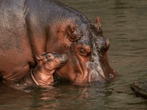 Gorila e hipopótamo nascem com apenas um dia de diferença no Disney’s Animal Kingdom