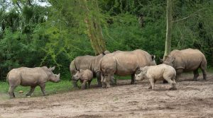Vídeo: Três irmãos rinocerontes se encontram na atração Kilimanjaro Safaris