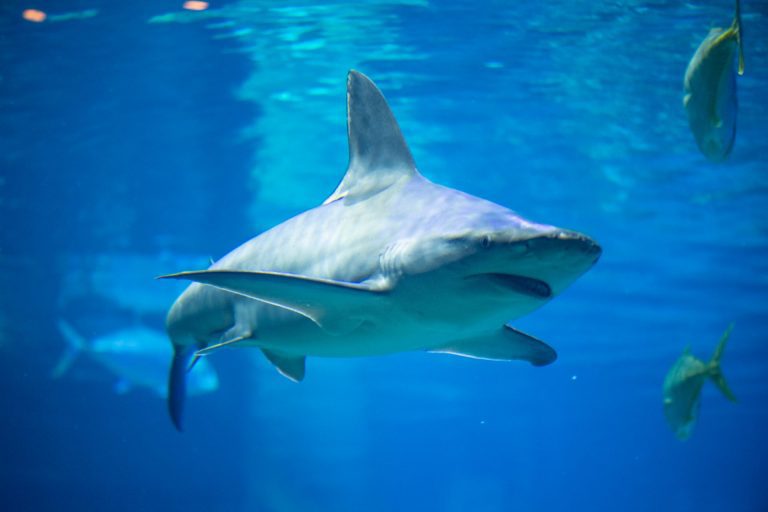 SeaWorld celebra Mês de Conscientização sobre Tubarões com iniciativas que preservam a espécie