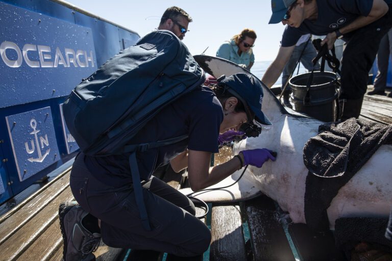 Cientista brasileira do SeaWorld tem projeto de pesquisa com tubarões brancos