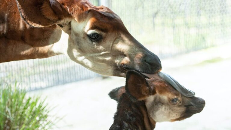 Beni, bebê ocapi, nasce no Disney’s Animal Kingdom Lodge