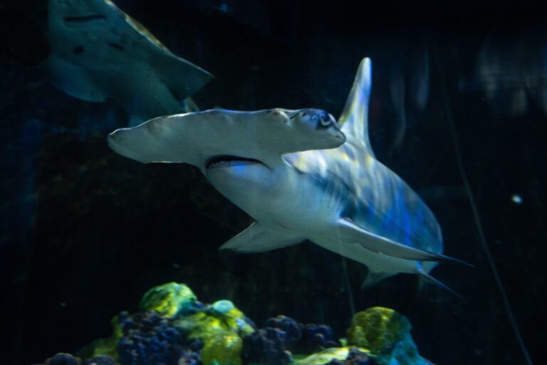 SeaWorld Orlando se torna lar de dois tubarões de espécie ameaçada de extinção