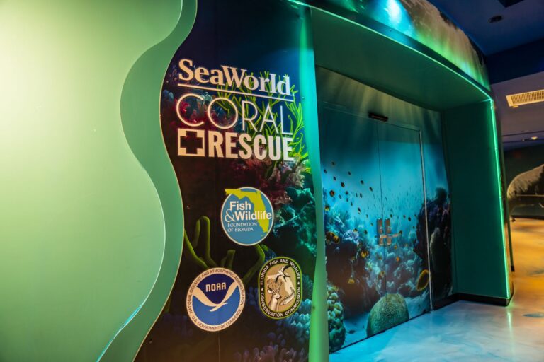 SeaWorld Orlando inaugura uma das maiores instalações abertas ao público dedicadas à conservação de corais nos EUA