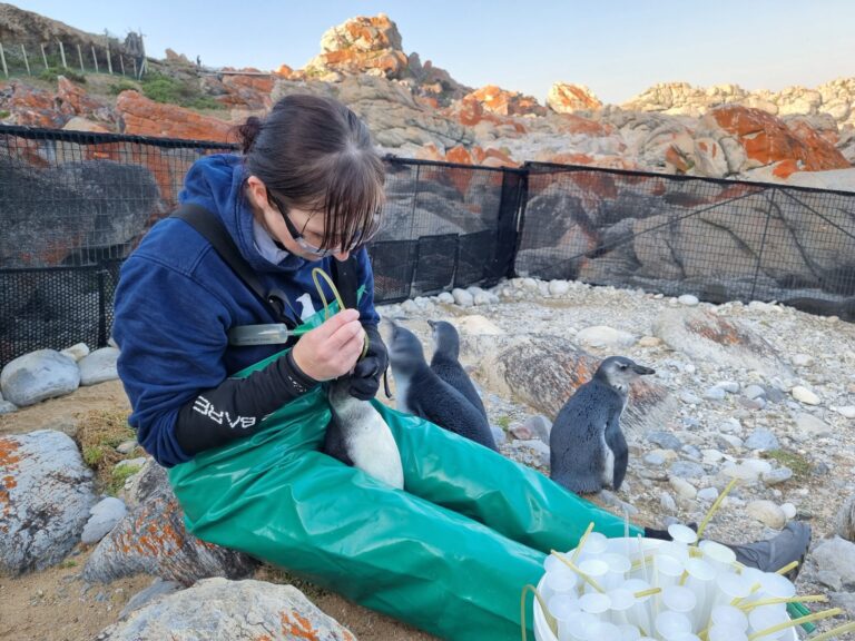 Fundo de Conservação do SeaWorld faz doação emergencial para ajudar a salvar pinguins na África do Sul