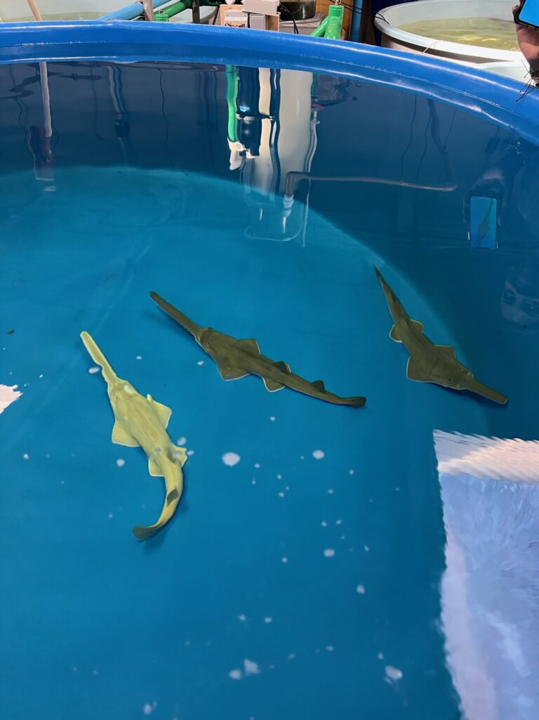 SeaWorld Orlando celebra importante marco de conservação com nascimento de filhotes de peixes-serra
