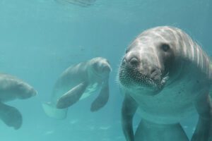 Fundo de Conservação do SeaWorld faz doação milionária para ajudar a salvar peixes-boi no mundo