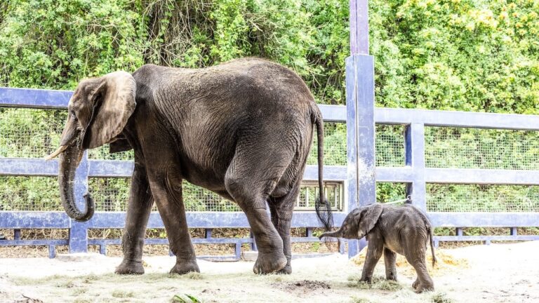 Disney’s Animal Kingdom dá as boas-vindas ao novo bebê elefante