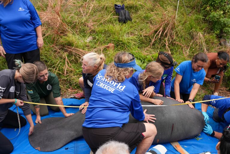 SeaWorld Orlando realiza retorno de mãe e filha peixes-boi à natureza após resgate e mais de 17 mil horas de reabilitação