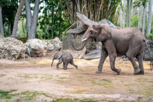 Vídeo: Bebê elefante no Disney's Animal Kingdom