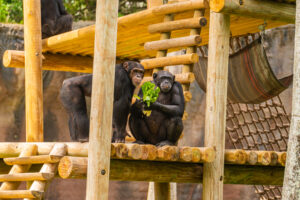 Busch Gardens Tampa Bay dá boas-vindas a cinco novos chimpanzés