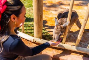 Busch Gardens Tampa Bay reinaugura o seu habitat de cangurus denominado Kangaloom