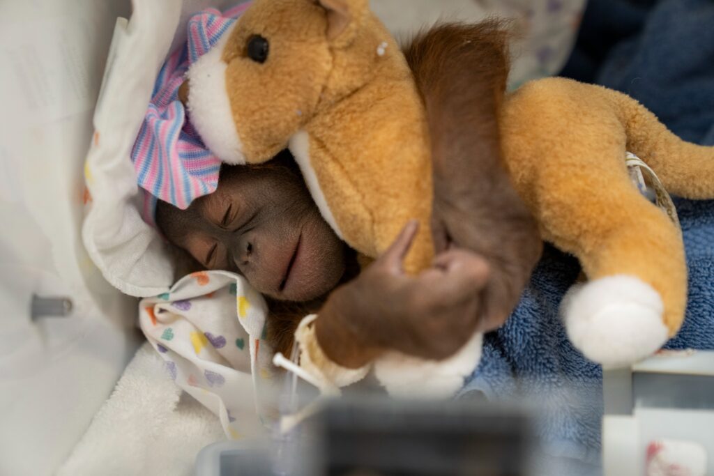 Orangotango de Bornéu ameaçado de extinção nasce no Busch Gardens Tampa Bay