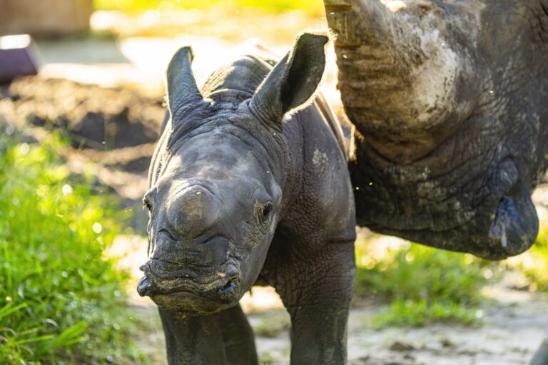 Busch Gardens Tampa Bay celebra nascimento de raro rinoceronte-branco do sul