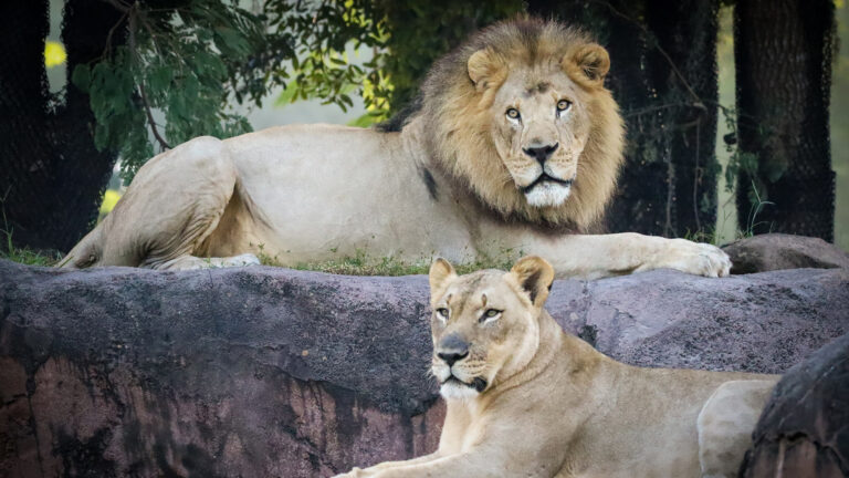 2024 wdw animal kingdom lions 2