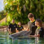 Discovery Cove anuncia oferta exclusiva de fim de ano