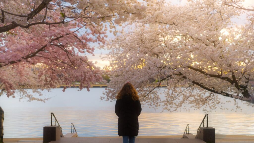 cherryblossoms 014 20240319.jpg