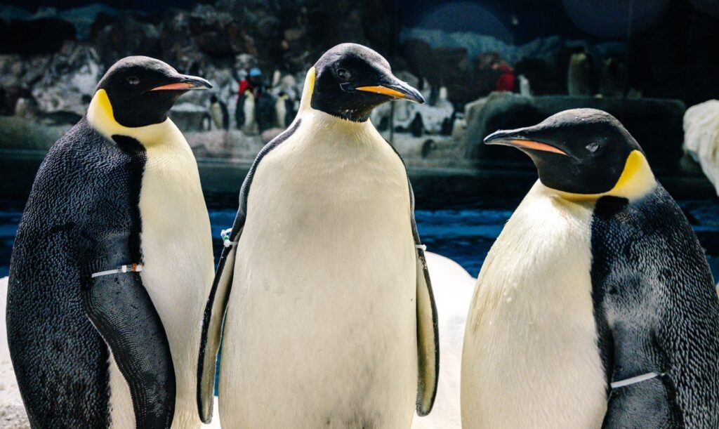 emperor penguin 22